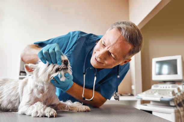 Best Emergency Dental Extractions in Sparta, GA